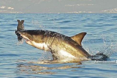 Khiếp sợ trước 19 loài động vật nguy hiểm chết người nhất thế giới