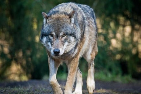 Khiếp sợ trước 19 loài động vật nguy hiểm chết người nhất thế giới