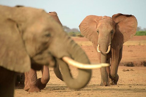 Khiếp sợ trước 19 loài động vật nguy hiểm chết người nhất thế giới