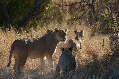 Khiếp sợ trước 19 loài động vật nguy hiểm chết người nhất thế giới