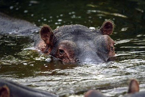 Khiếp sợ trước 19 loài động vật nguy hiểm chết người nhất thế giới