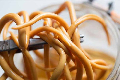 Khiếp sợ trước 19 loài động vật nguy hiểm chết người nhất thế giới