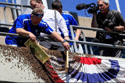 Khiếp sợ trước 19 loài động vật nguy hiểm chết người nhất thế giới