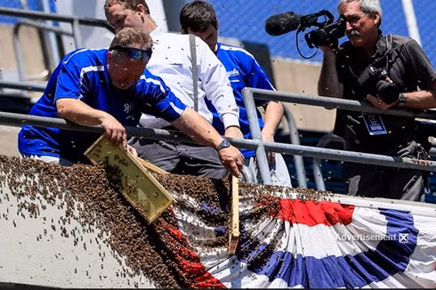 Khiếp sợ trước 19 loài động vật nguy hiểm chết người nhất thế giới