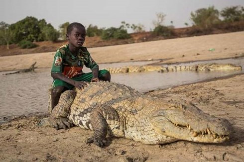 Khiếp sợ trước 19 loài động vật nguy hiểm chết người nhất thế giới