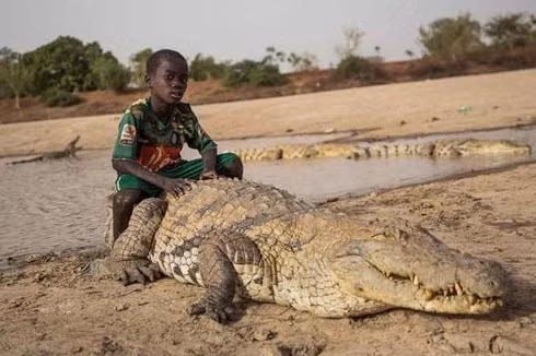 Khiếp sợ trước 19 loài động vật nguy hiểm chết người nhất thế giới