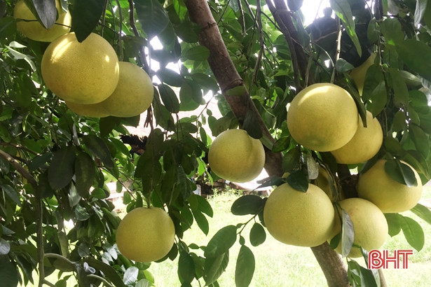 Hương Khê ước thu hơn 300 tỷ đồng từ bưởi Phúc Trạch