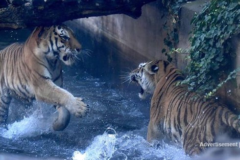 Khiếp sợ trước 19 loài động vật nguy hiểm chết người nhất thế giới