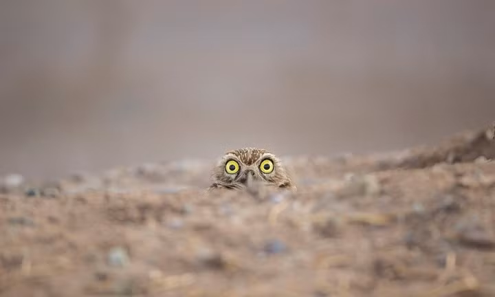 Ấn tượng những khoảnh khắc hài hước của các loài động vật