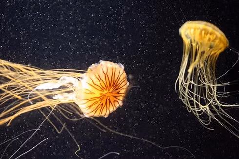 Khiếp sợ trước 19 loài động vật nguy hiểm chết người nhất thế giới