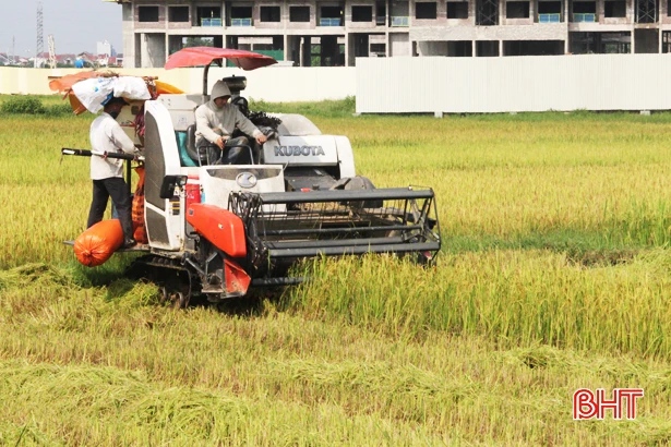 Sau mưa, nông dân Hà Tĩnh hối hả ra đồng thu hoạch lúa