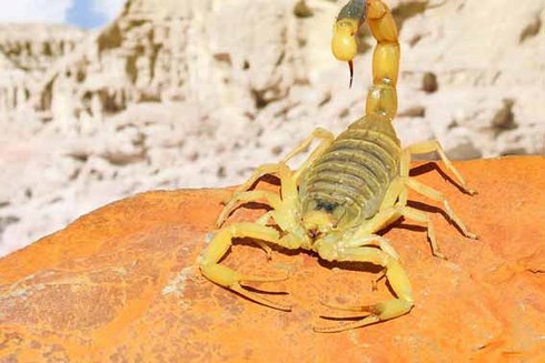 Khiếp sợ trước 19 loài động vật nguy hiểm chết người nhất thế giới