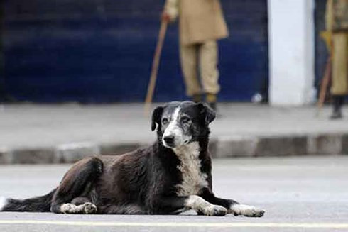 Khiếp sợ trước 19 loài động vật nguy hiểm chết người nhất thế giới