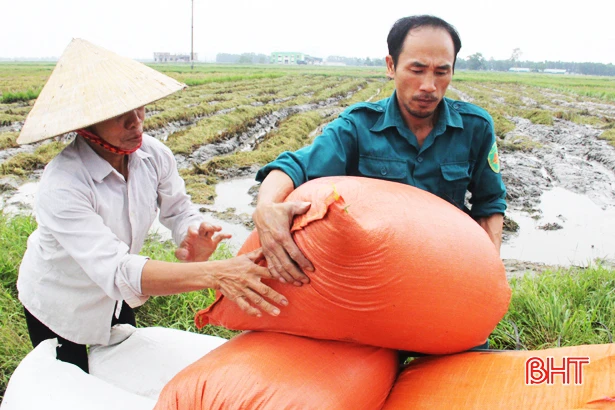Sau mưa, nông dân Hà Tĩnh hối hả ra đồng thu hoạch lúa