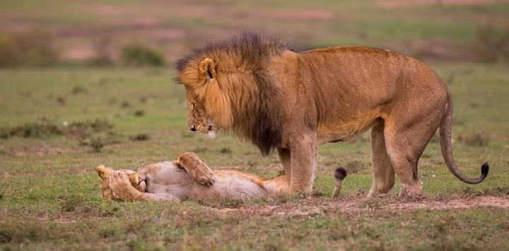 Ấn tượng những khoảnh khắc hài hước của các loài động vật