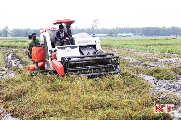 Sau mưa, nông dân Hà Tĩnh hối hả ra đồng thu hoạch lúa