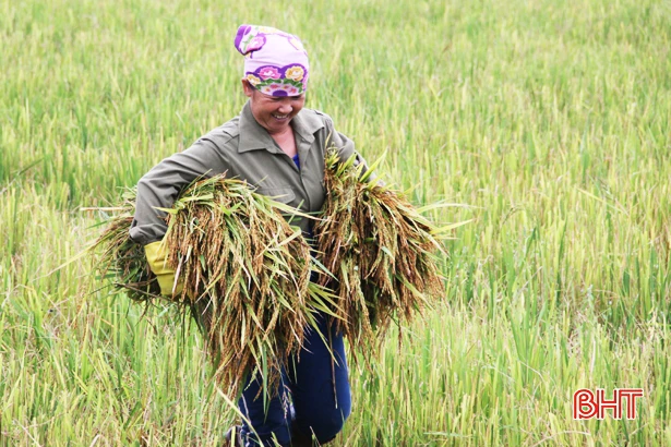Sau mưa, nông dân Hà Tĩnh hối hả ra đồng thu hoạch lúa