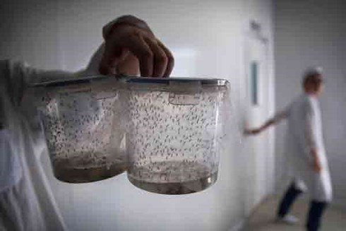 Khiếp sợ trước 19 loài động vật nguy hiểm chết người nhất thế giới