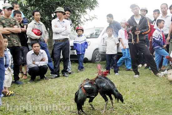 Giao lưu chọi gà