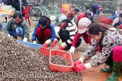 Ngư dân Hà Tĩnh trúng đậm "lộc biển" đầu xuân ảnh 2