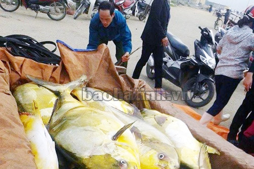 Mỗi kg cá két hiếm gặp này bán với giá 130 ngàn đồng