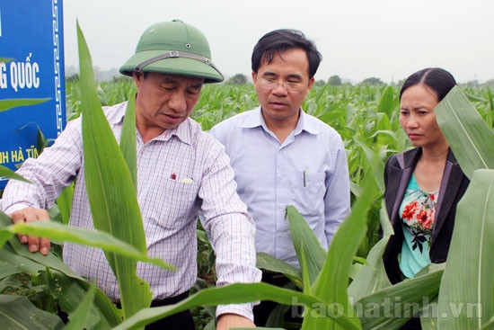 Đẩy nhanh sản xuất, chú trọng phòng trừ sâu bệnh cho cây trồng ảnh 1