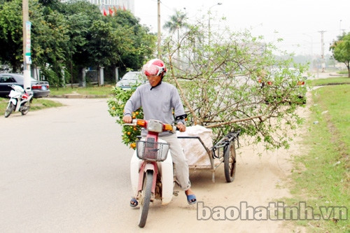 Anh Đặng Viết Hải đi gom những cây đào, quất có dáng đẹp về trồng lại