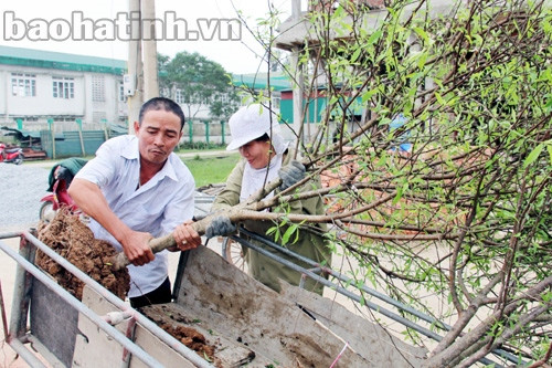 Anh Nguyễn Văn Thống (phường Thạch Quý - TP. Hà Tĩnh) nhận trồng và chăm sóc đào ngay tại nhà khi khách hàng có nhu cầu