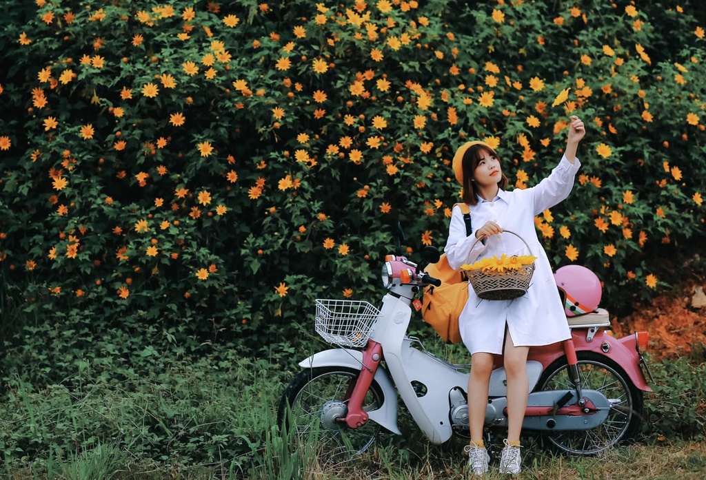 Giới trẻ check-in mùa hoa dã quỳ ở Đà Lạt