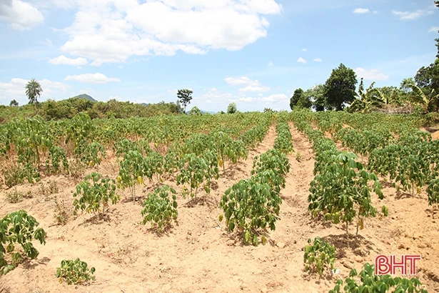 Mắc bệnh khảm lá, củ sắn ở vùng thượng Kỳ Anh chỉ như đầu ngón tay