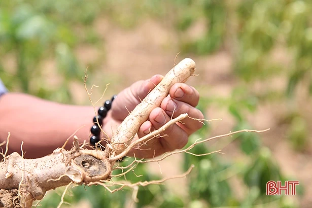 Mắc bệnh khảm lá, củ sắn ở vùng thượng Kỳ Anh chỉ như đầu ngón tay