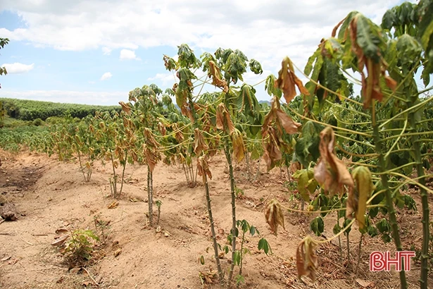 Mắc bệnh khảm lá, củ sắn ở vùng thượng Kỳ Anh chỉ như đầu ngón tay