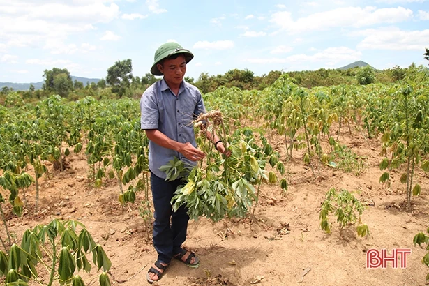 Mắc bệnh khảm lá, củ sắn ở vùng thượng Kỳ Anh chỉ như đầu ngón tay