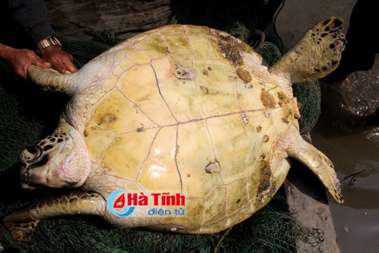 ngu dan ha tinh bat duoc rua khung tren song lam