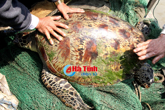 ngu dan ha tinh bat duoc rua khung tren song lam
