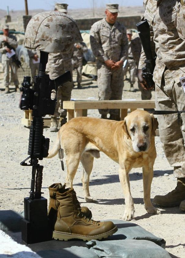 photo tinh ban dep giua nguoi linh va chu cho