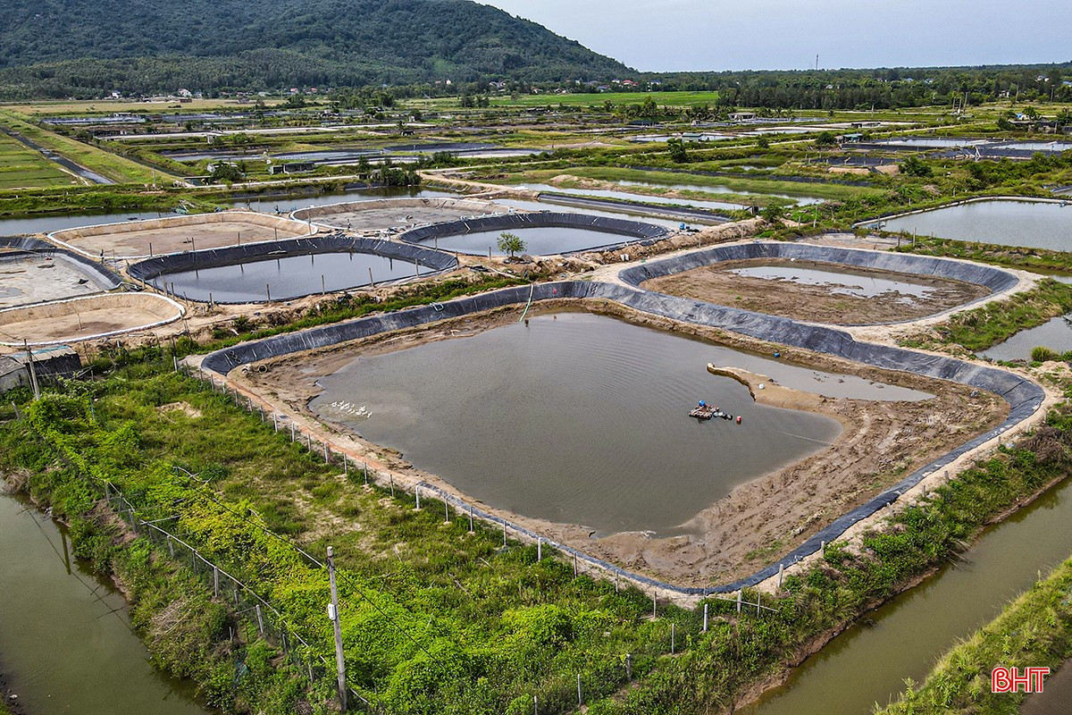 Đến nay, tại vùng nuôi trồng thủy sản Thạch Bàn chỉ còn 12 hộ tham gia nuôi tôm với diện tích 7,2 ha. bqbht_br_adji-0612.jpg