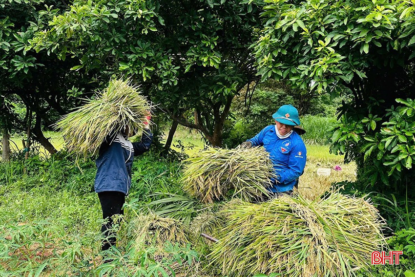 ĐVTN thị xã Kỳ Anh hỗ trợ người dân thu hoạch mùa màng... bqbht_br_atxka.jpg