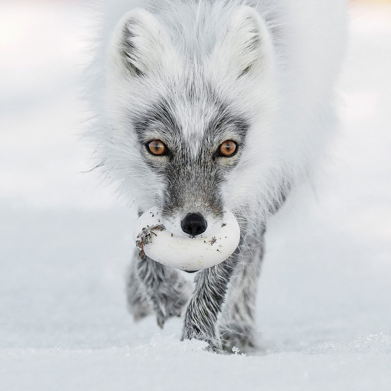 nhung buc anh dong vat hoang da dep nhat nam 2017
