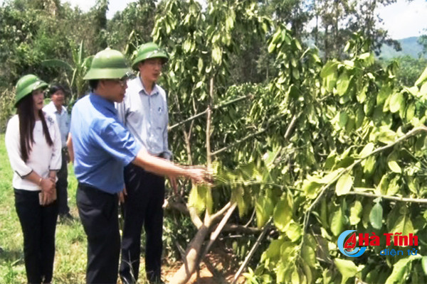 ho tro nhan dan tieu thu san pham khoi phuc vuon buoi phuc trach