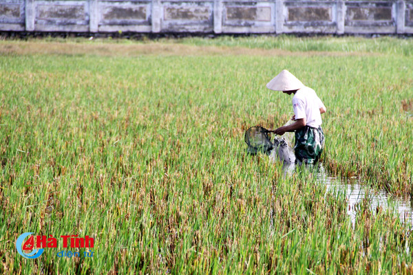 sau mua bao cac can thu tro tai cau ca