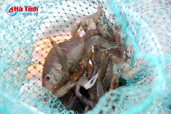 sau mua bao cac can thu tro tai cau ca