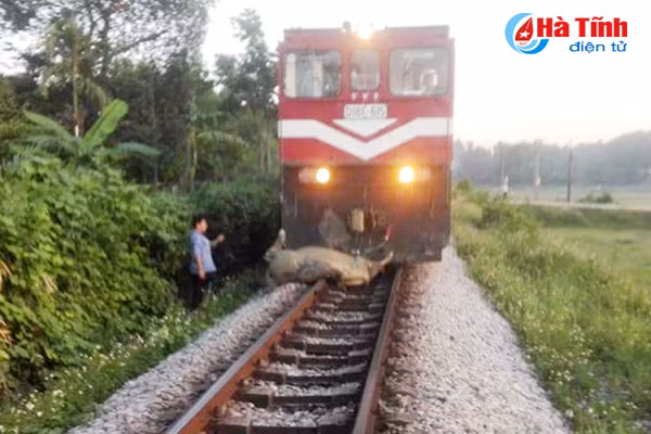 bang qua duong sat 3 con trau nghe bi tau dam chet