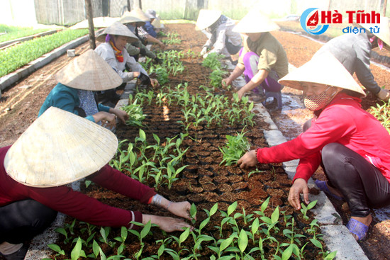 viec chuyen doi cay trong cua cong ty binh ha phai dam bao dung quy trinh