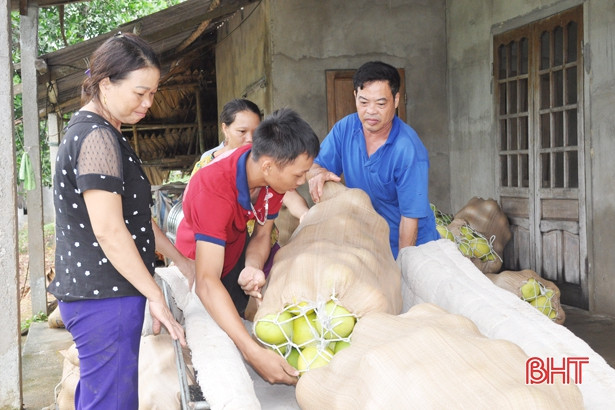 Hàng ngàn ha cam, bưởi ở Hà Tĩnh đối mặt với nguy cơ thất thu do bão số 4