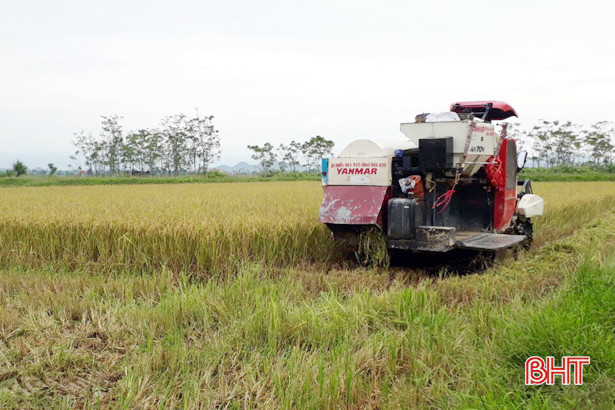 Thu mua lúa tươi tại ruộng, doanh nghiệp “chạy” bão cùng nông dân Hà Tĩnh