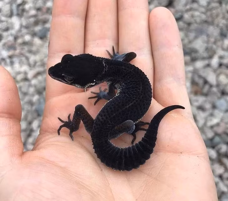 Những điều kỳ thú của tự nhiên có thể bạn chưa biết