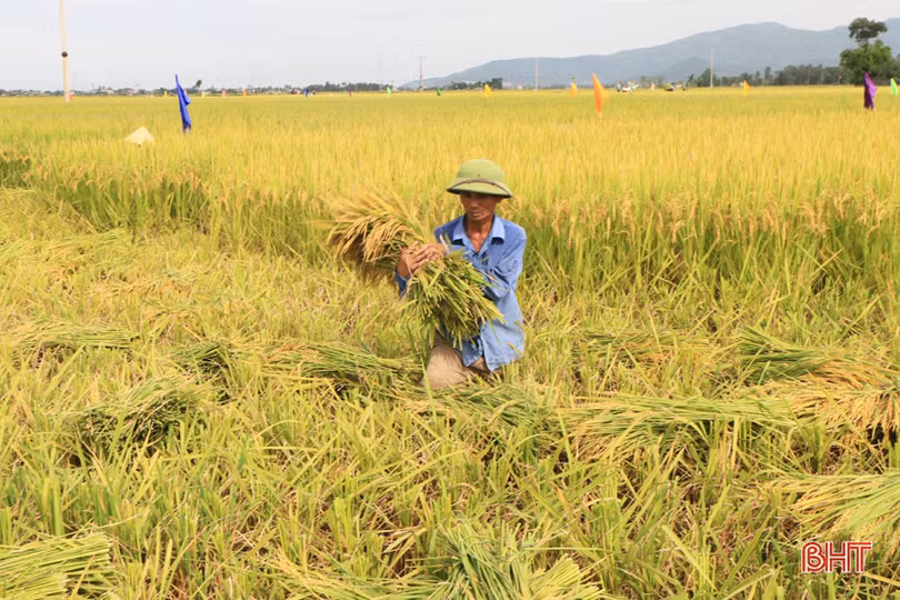 Nông dân Hà Tĩnh hối hả gặt lúa “chạy” bão Podul