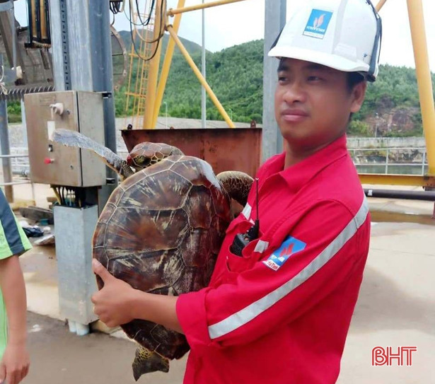 Thả đồi mồi quý hiếm nặng hơn 10kg về lại biển Hà Tĩnh 