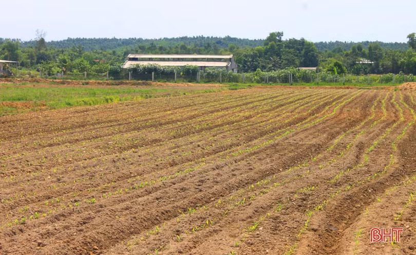 Cựu lính Hà Tĩnh tự mình đắp đập, biến “vùng đất chết” thành xóm Trại trù phú